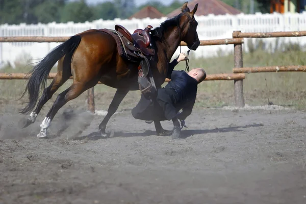 Paard racer — Stockfoto