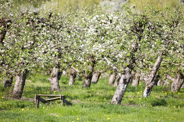 Fruktträdgårdar — Stockfoto