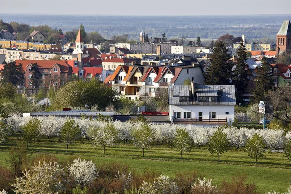 Boomgaarden — Stockfoto