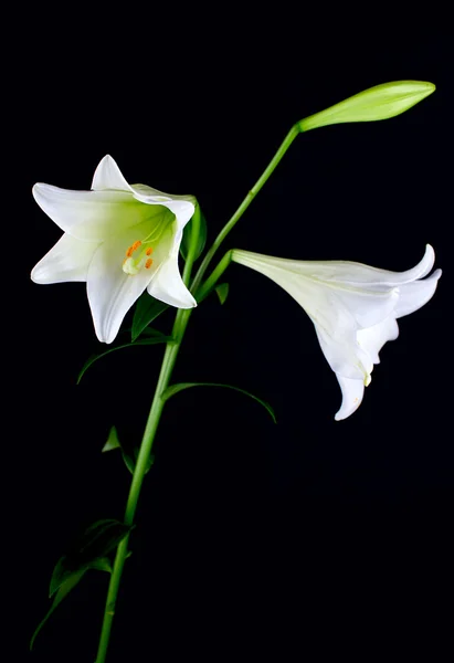 Lilly flor closeup — Fotografia de Stock