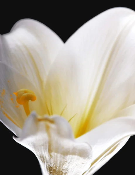 Lilly flor closeup — Fotografia de Stock