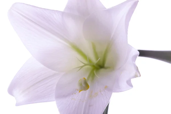Lilly flor closeup — Fotografia de Stock