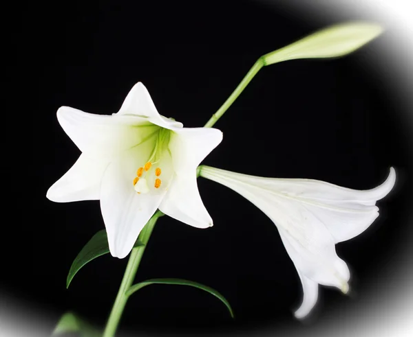 Lilly flor closeup — Fotografia de Stock