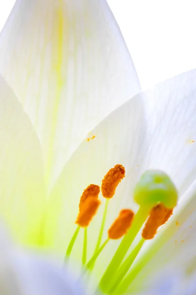 Lilly bloem close-up — Stockfoto