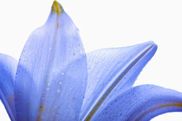 Lilly virág Polárszűrő — Stock Fotó