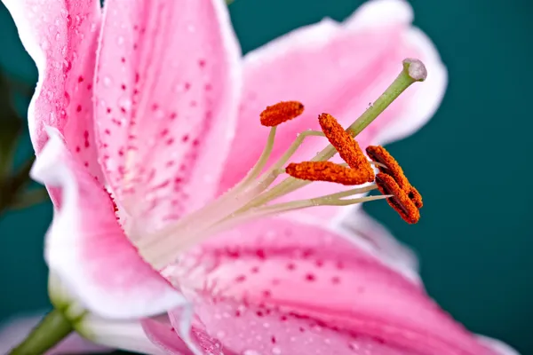 Lilly flor primer plano —  Fotos de Stock