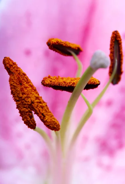 Zbliżenie kwiatów Lilly — Zdjęcie stockowe