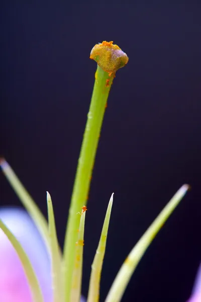 Lilly flor closeup — Fotografia de Stock