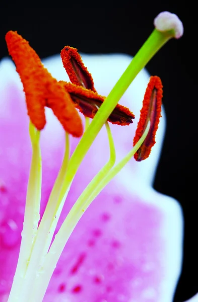 Lilly flor closeup — Fotografia de Stock