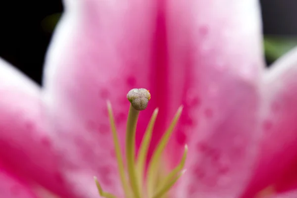 릴리 꽃의 근접 촬영 — 스톡 사진