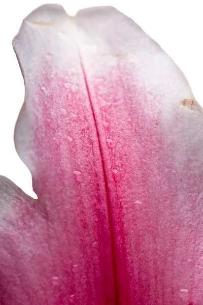 Lilly blomma närbild — Stockfoto