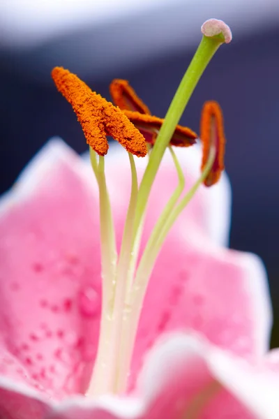 Lilly květ záběr — Stock fotografie