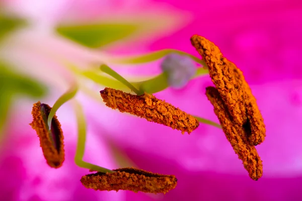 Lilly blomma närbild — Stockfoto