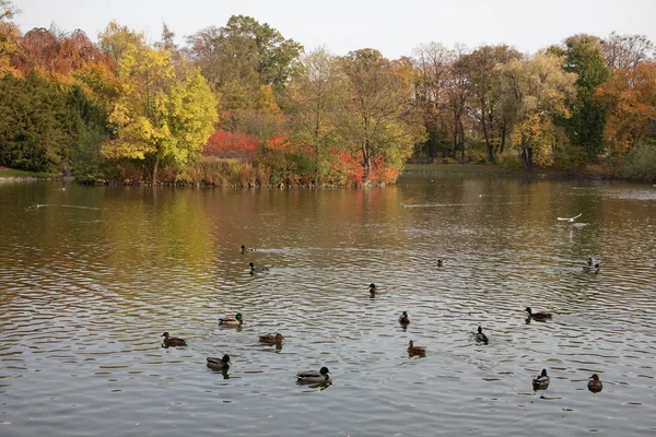 Pond in park — Stock Photo, Image