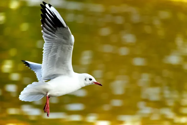 Gull over water — Stock Photo, Image