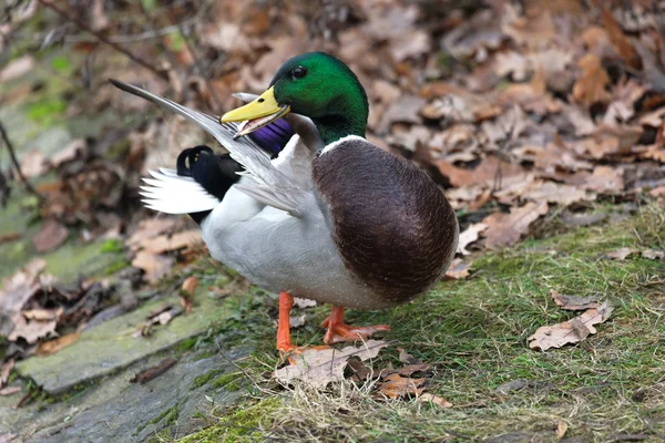 Duck in the pond — Stock Photo, Image