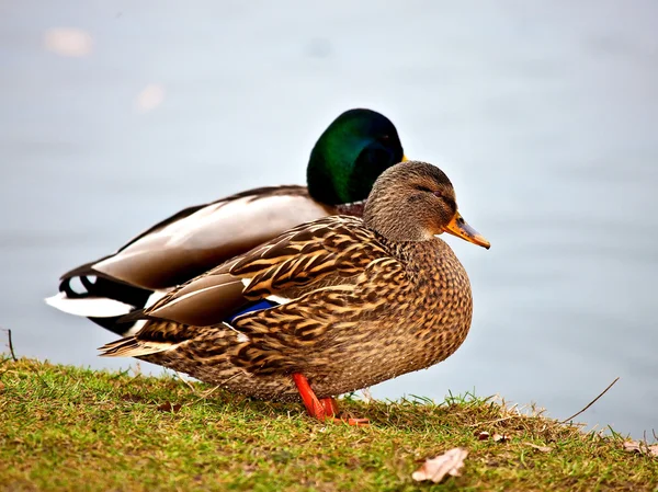 Eend in de vijver — Stockfoto