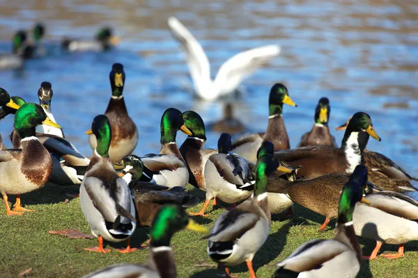 Eend in de vijver — Stockfoto