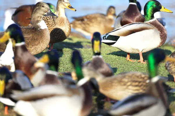 Eend in de vijver — Stockfoto