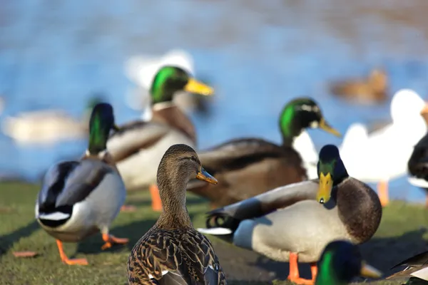 Eend in de vijver — Stockfoto