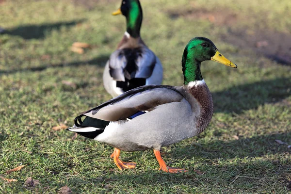 Duck in the pond — Stock Photo, Image