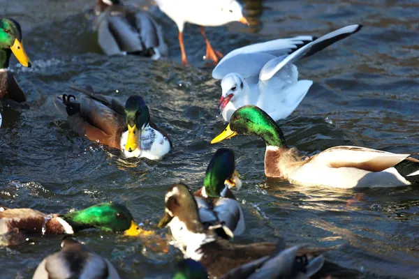 Ankor i dammen — Stockfoto