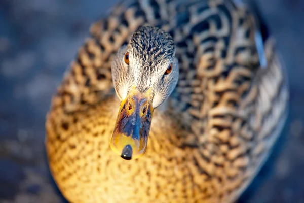 Duck in the pond — Stock Photo, Image