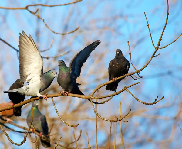 Pigeon — Stock Photo, Image