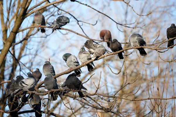 Pombo — Fotografia de Stock