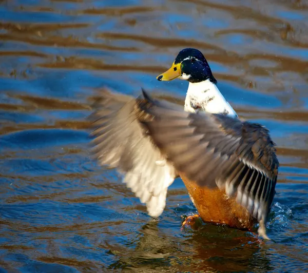 Eend in de vijver — Stockfoto