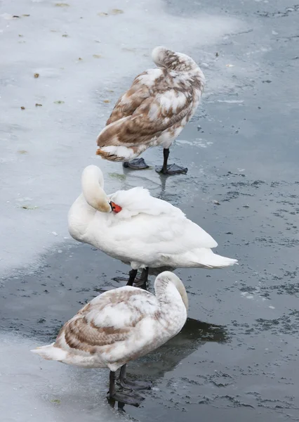 Young swans — Stock Photo, Image