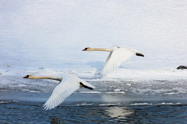 Cisnes em voo — Fotografia de Stock