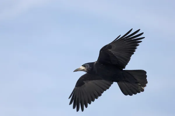 Flygande kråka — Stockfoto