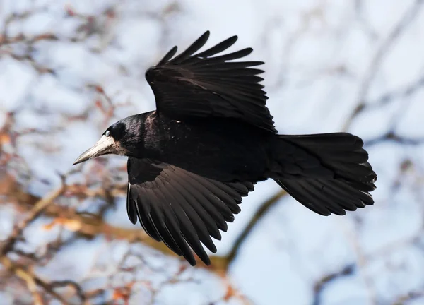 Летающая ворона — стоковое фото