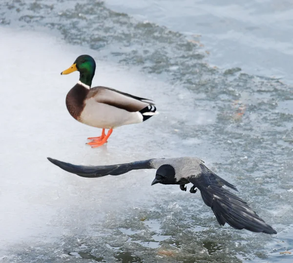 Crow & drake — Stock Photo, Image