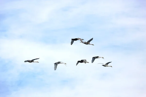 Svanar i flyg — Stockfoto