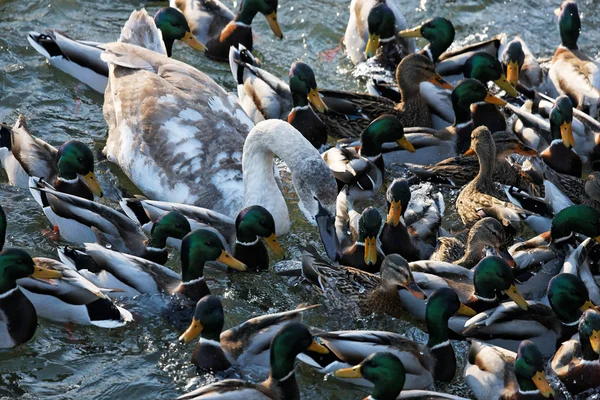 Eend in de vijver — Stockfoto