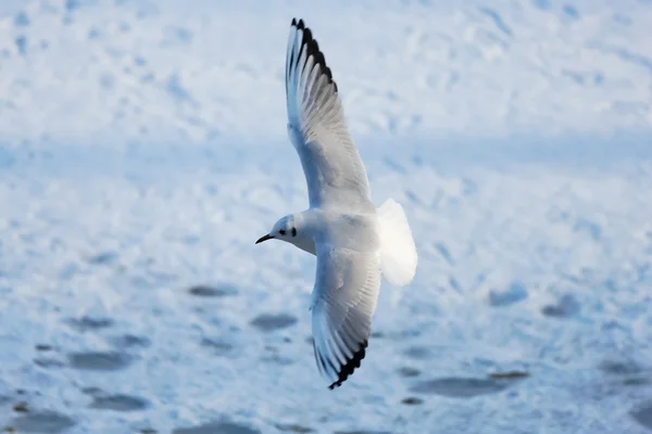 Gaviota en el aire — Foto de Stock