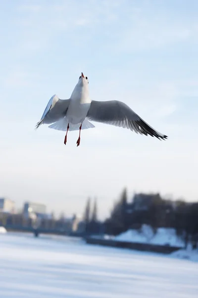 Gull in the air — Stock Photo, Image