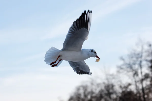 Gull in the air — Stock Photo, Image