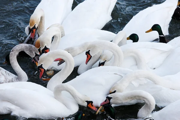 Swans and ducks — Stock Photo, Image