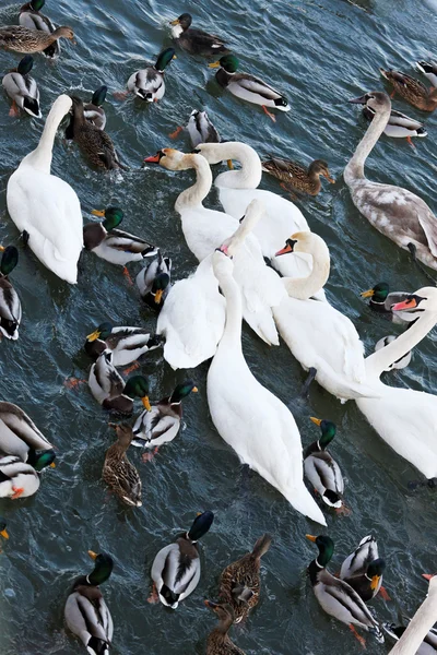 Schwäne und Enten — Stockfoto