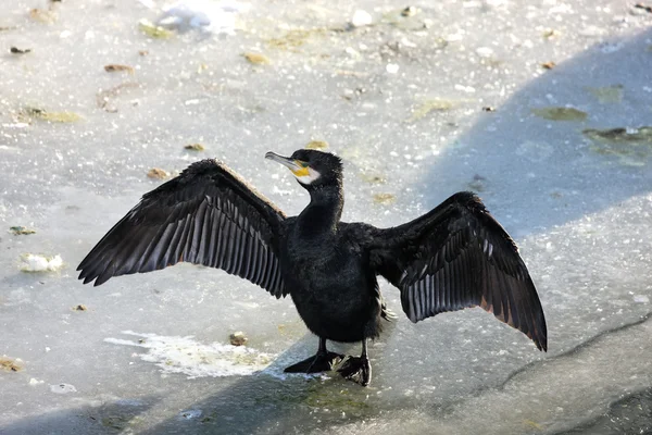 Cygnes et canards — Photo