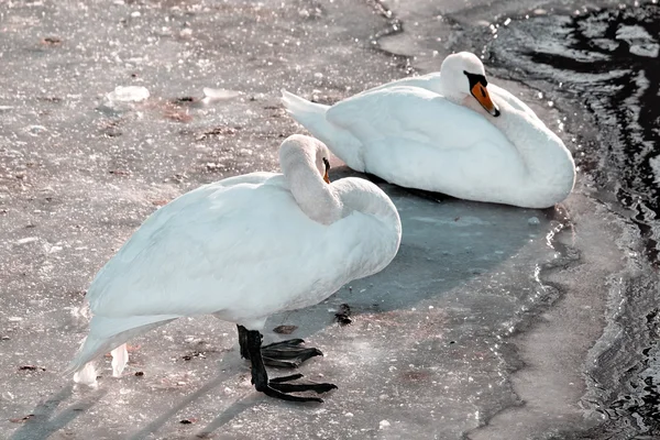 Лебеди и утки — стоковое фото