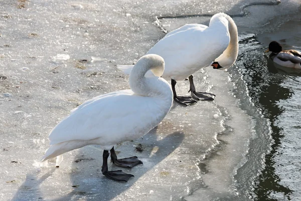 Cisnes e patos — Fotografia de Stock