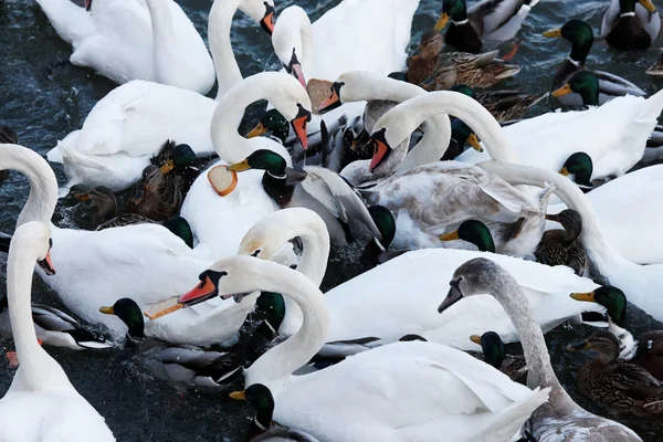 Cisnes e patos — Fotografia de Stock