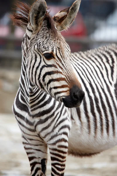 Zebras — Stock Photo, Image