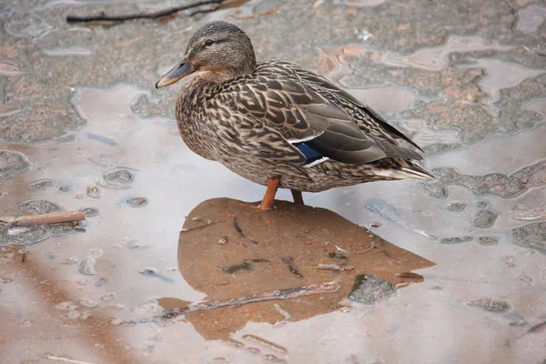 Gås på is — Stockfoto