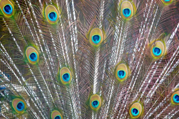 Peacock's tail — Stock Photo, Image