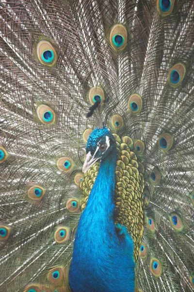 Peacock's tail — Stock Photo, Image